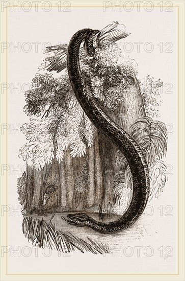Anaconda