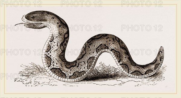 El Effah Viper