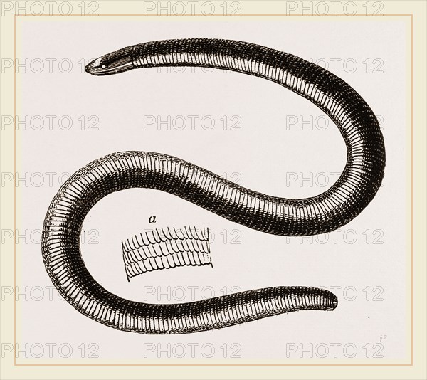 Two-banded Caecilia