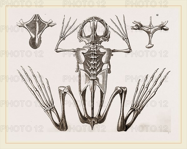 Skeleton of Cape Dactylaethra