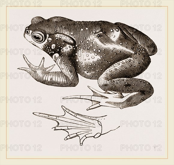 Common Toad