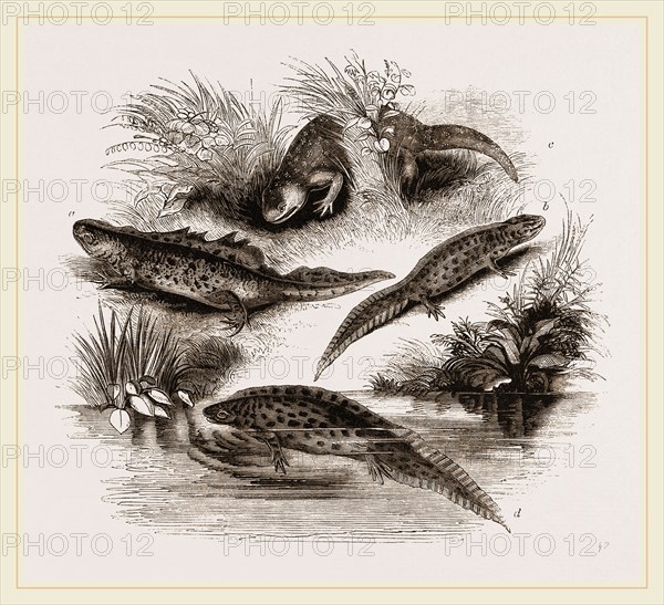 British Water Newts