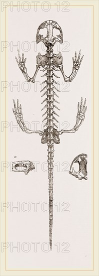 Skeleton of Salamander