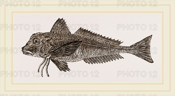 Streaked Gurnard