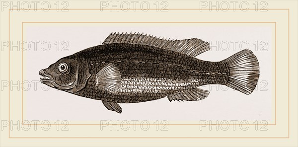 Green-streaked Wrasse