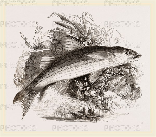 Grey Mullet
