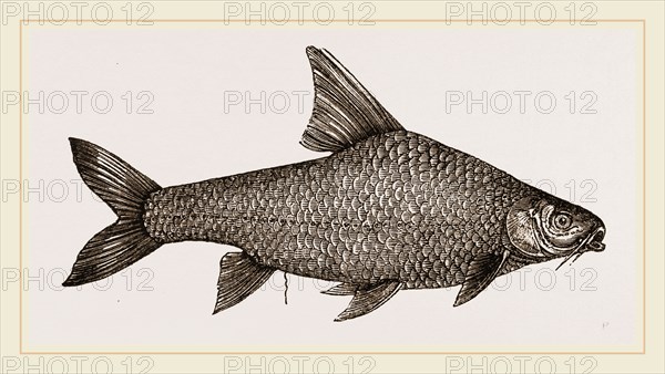 Barbel