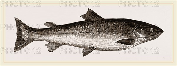 Salmon