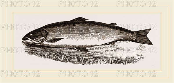 Salmon