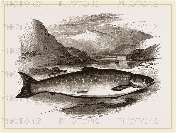 Northern Char