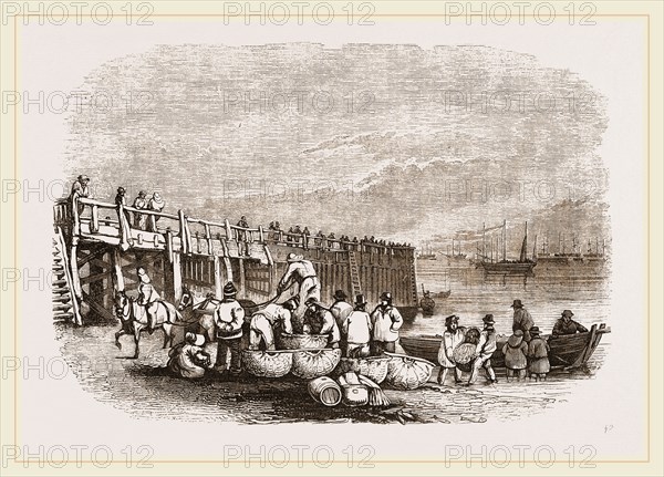 Herring-boats at Yarmouth Jetty, UK