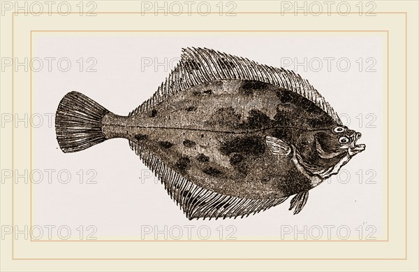 Flounder