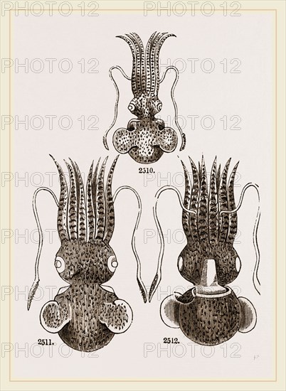 Common and Short-armed Sepiolas