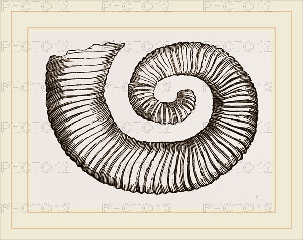 Duval's Crioceratite