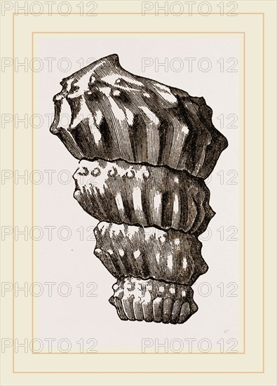 Turrilites costatus imperfect