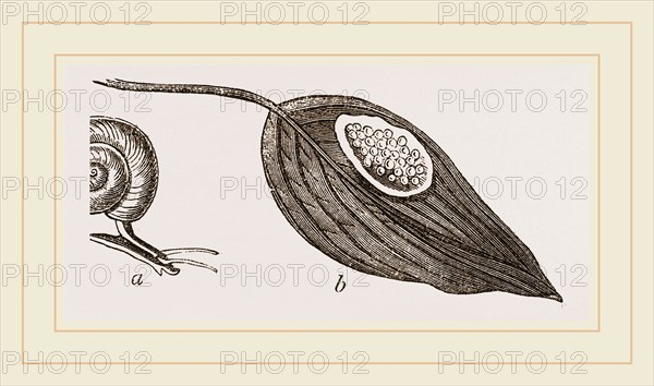Keeled Planorbis
