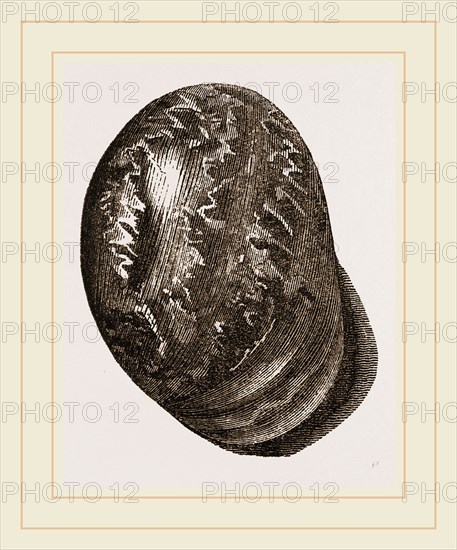 Globose Bulla