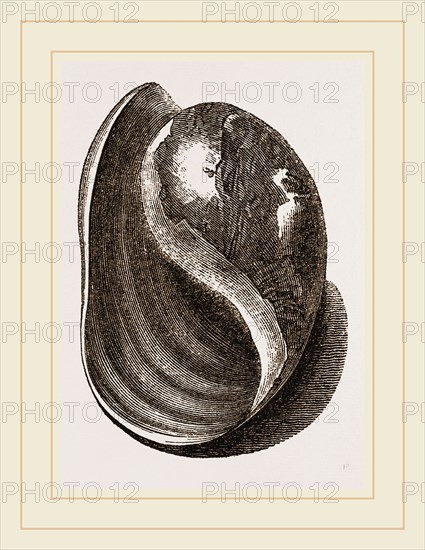 Globose Bulla