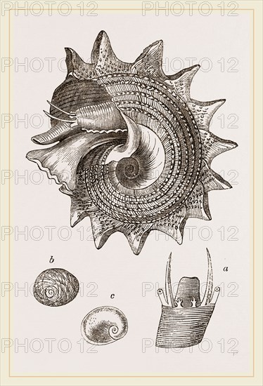 Imperial Trochus