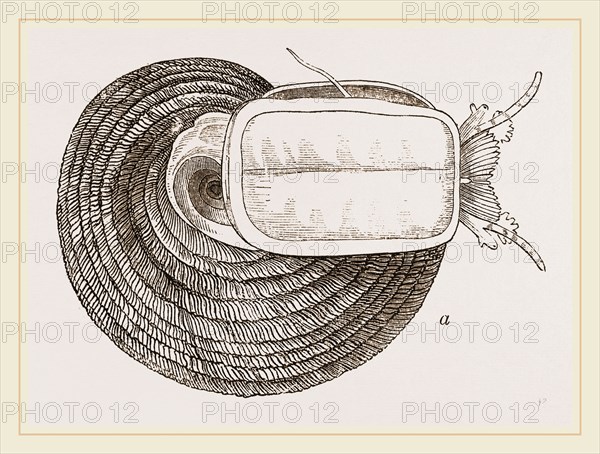 Twisted Turbo