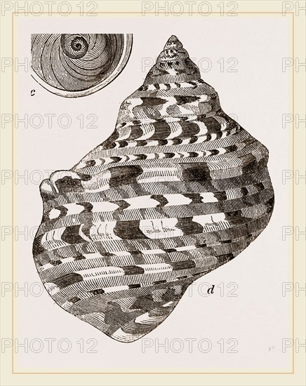Marbled Turbo
