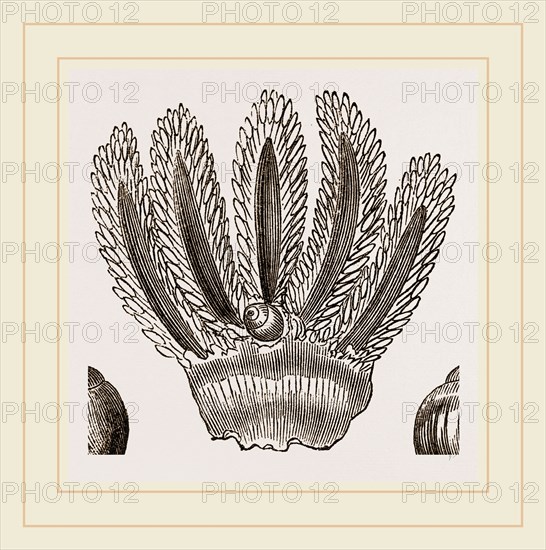 Starfish Stylifer