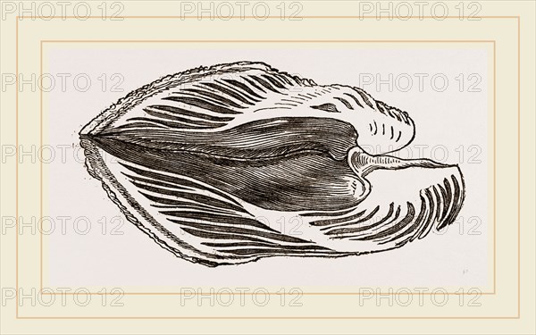 Section of Water-Spondylus