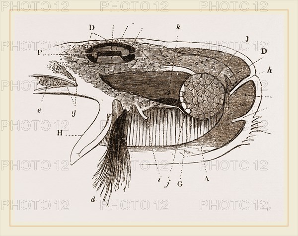 Mussel partly tlissecteds