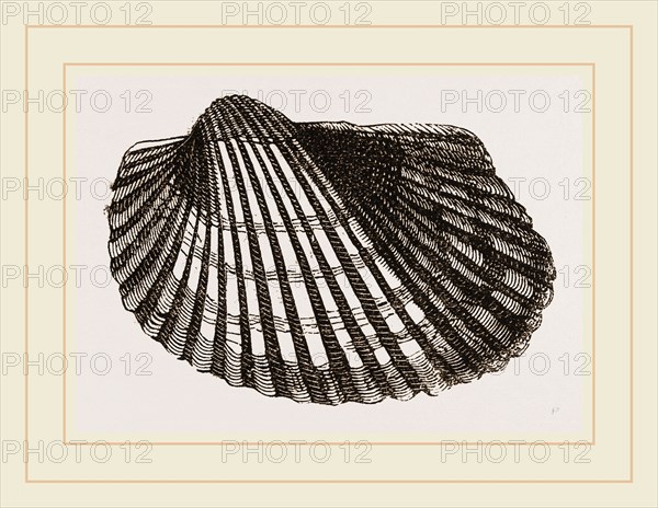 Antique Arca