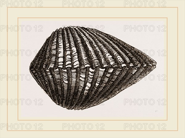 Antique Arca