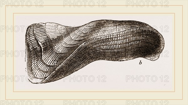 Tortuous Ark