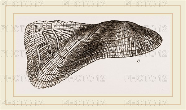 Tortuous Ark