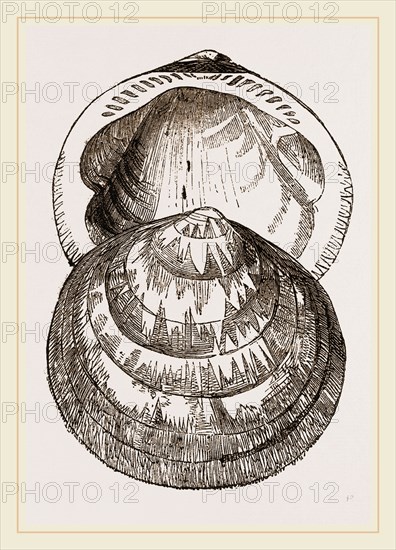 Hairy Pectunculus