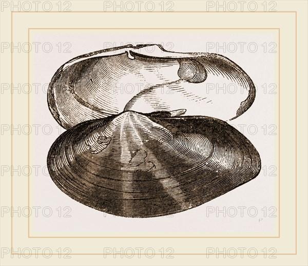Radiated Soletellina