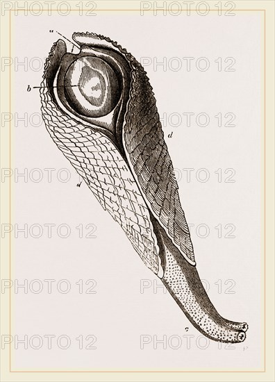 Pholas dactylus