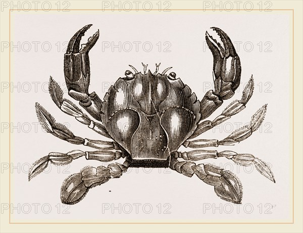 Polybius Henslowii
