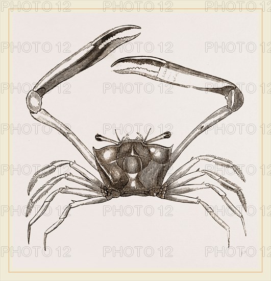 Gonoplax rhomboides