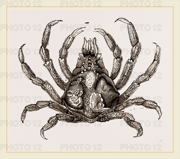 Naxia serpulifera