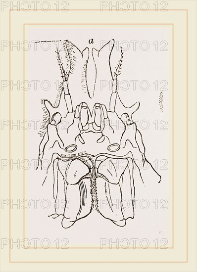 Naxia serpulifera