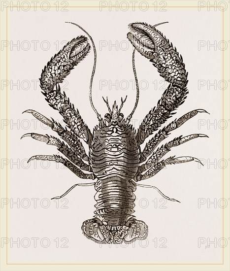 Galathea strigosa