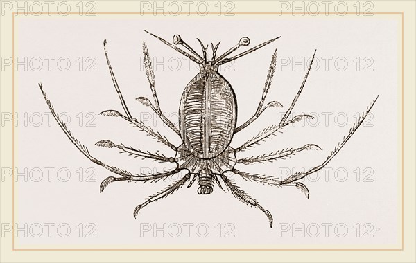 Phyllosoma commune