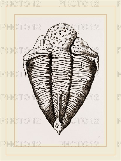 Trilobite. fossil group of extinct marine arthropods that form the class Trilobita.