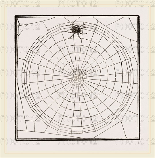 Geometric Web