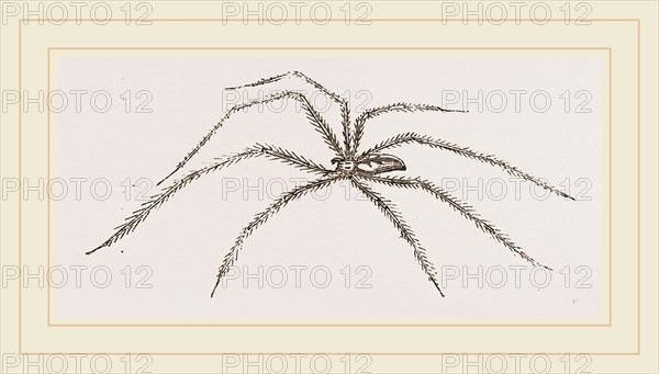 Long legged House-Spider