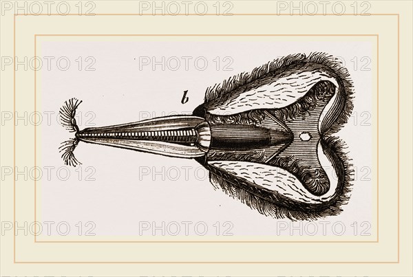 Mouth of Bee