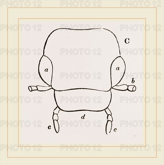 Parts of Head Beetle