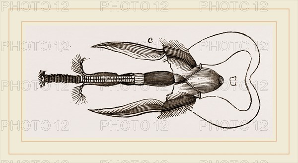 Mouth of Bee