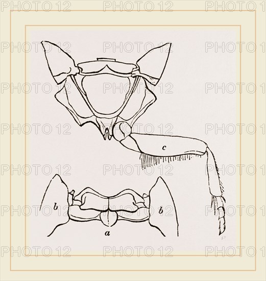 Parts of Thorax Beetle