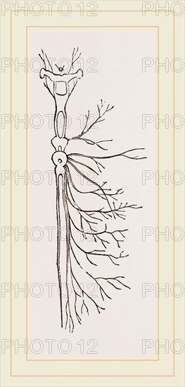 Nervous System in Chaffer-Beetle and Larva