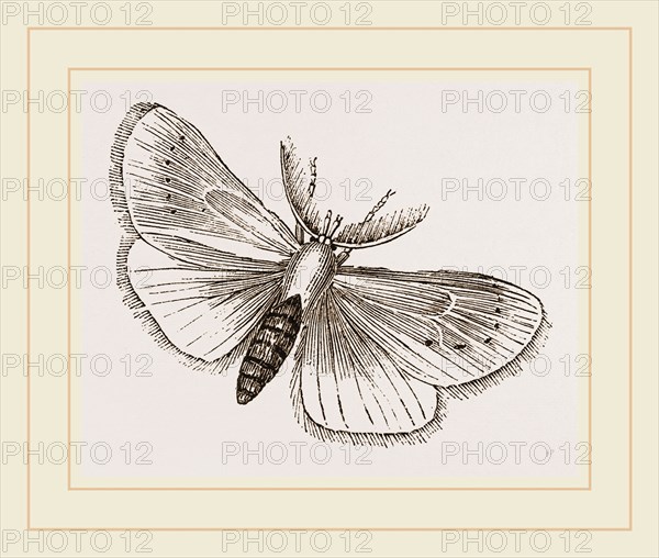 Moth
